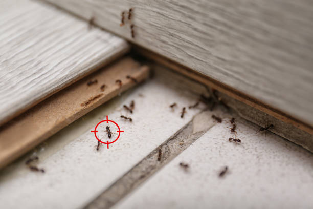 Best Affordable Pest Control Services  in Norfolk, NE